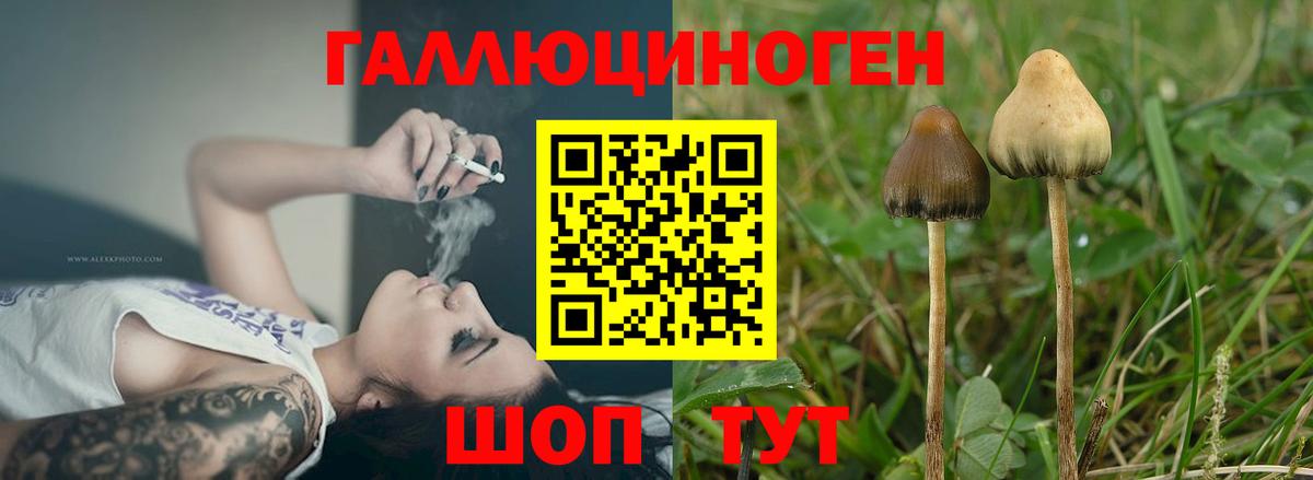 Псилоцибиновые грибы Cubensis  Димитровград 